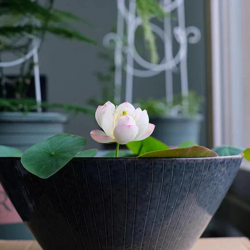 Bowl Lotus Seeds.