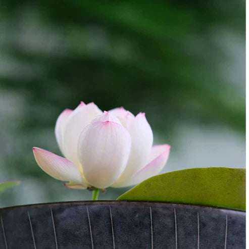 Bowl Lotus Seeds.