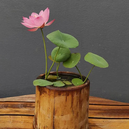 Bowl Lotus Seeds.