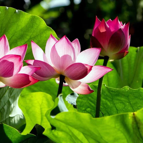 Bowl Lotus Seeds.