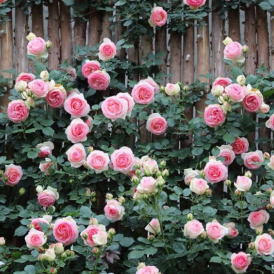 Climbing Rose Seeds.