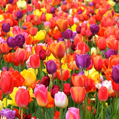 Premium Dutch Tulip bulbs