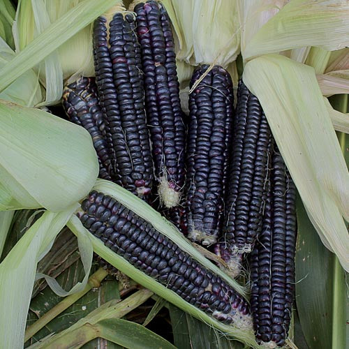 Corn Seeds (Organic) - Black Hopi.