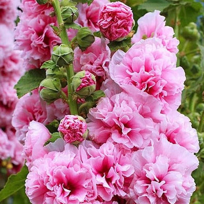 Double Hollyhock Seeds.