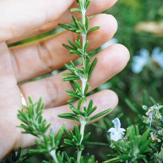 Rosemary Seeds.