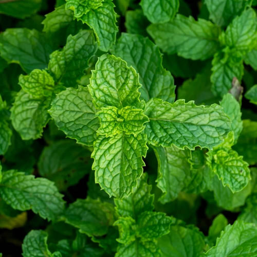 Peppermint Seeds.