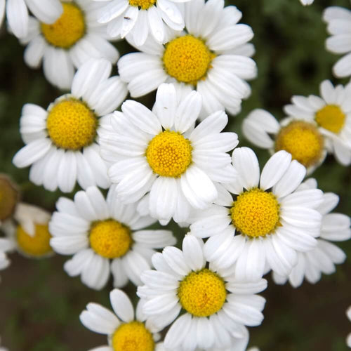 German Chamomile Seeds.