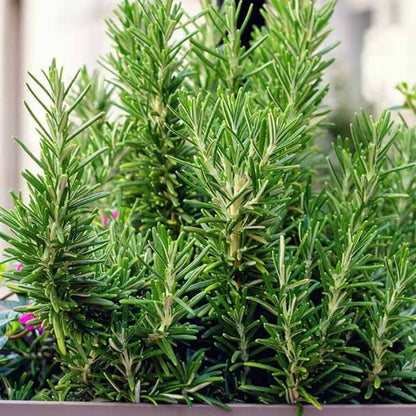 Rosemary Seeds.