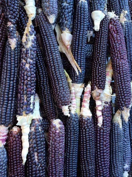 Corn Seeds (Organic) - Black Hopi.