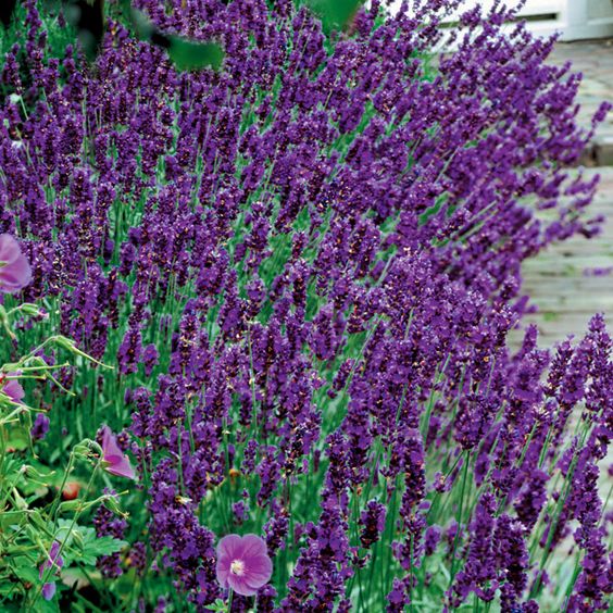 Lavender Seeds - Hidcote.