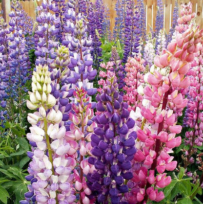 Lupine Flower Seeds (Mixed Color).