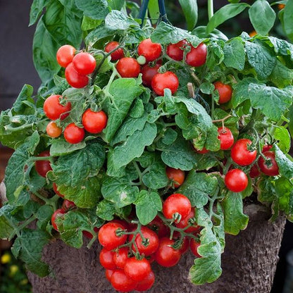 Dwarf Tomatos Seeds.