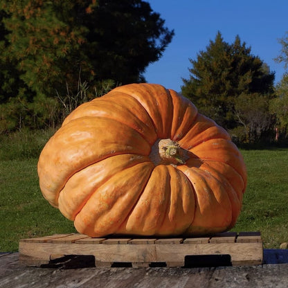 Super Giant Pumpkin Gardenizi