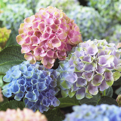 Royal Hydrangea Seeds | Gardenizi