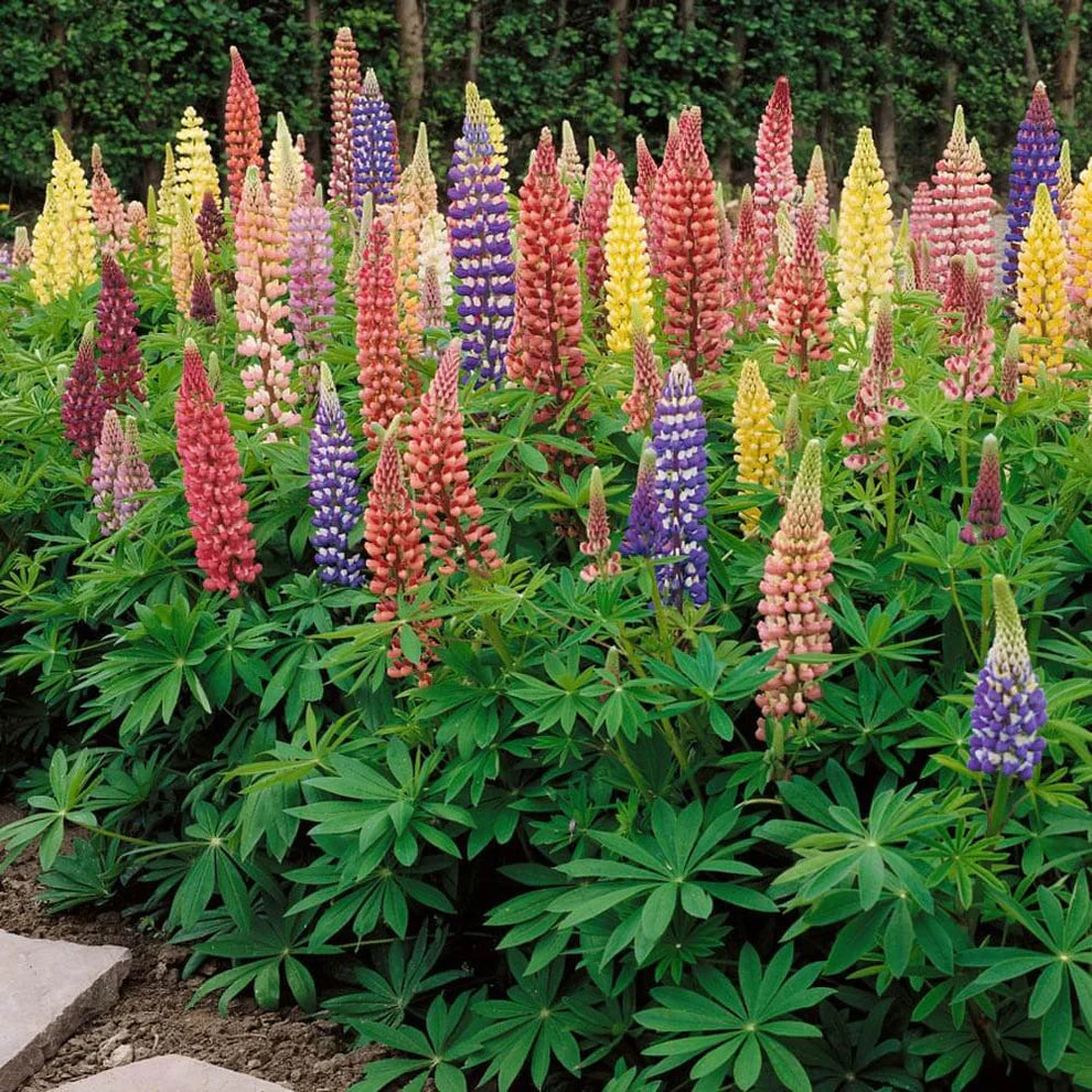 Lupine Flower Seeds (Mixed Color).