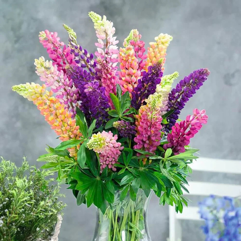 Lupine Flower Seeds (Mixed Color).