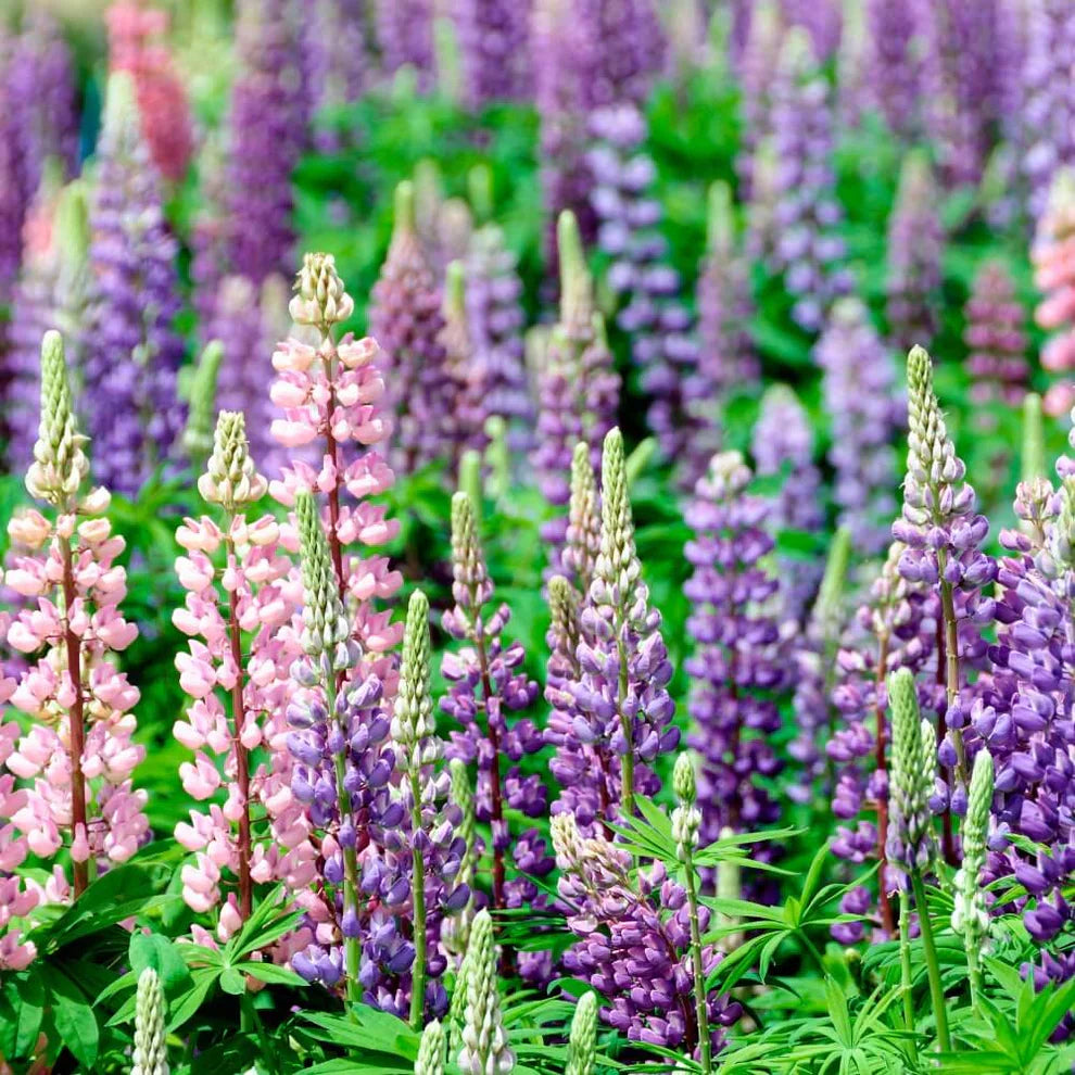 Lupine Flower Seeds (Mixed Color).