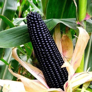 Corn Seeds (Organic) - Black Hopi.