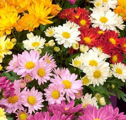 Insect Killer: Mixed Color Pyrethrum Seeds.