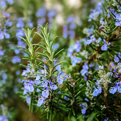 Rosemary Seeds.