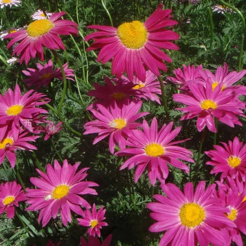 Insect Killer: Mixed Color Pyrethrum Seeds.