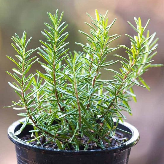 Rosemary Seeds.