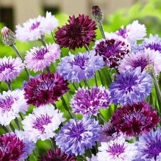 Cornflower (Mixed Color) - Bachelor Button Seeds.