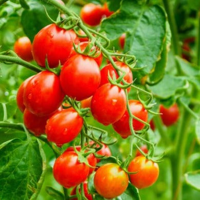 Dwarf Tomatos Seeds.