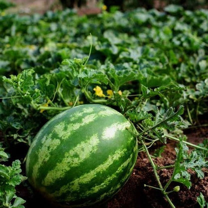 Lazy Watermelon Seeds.