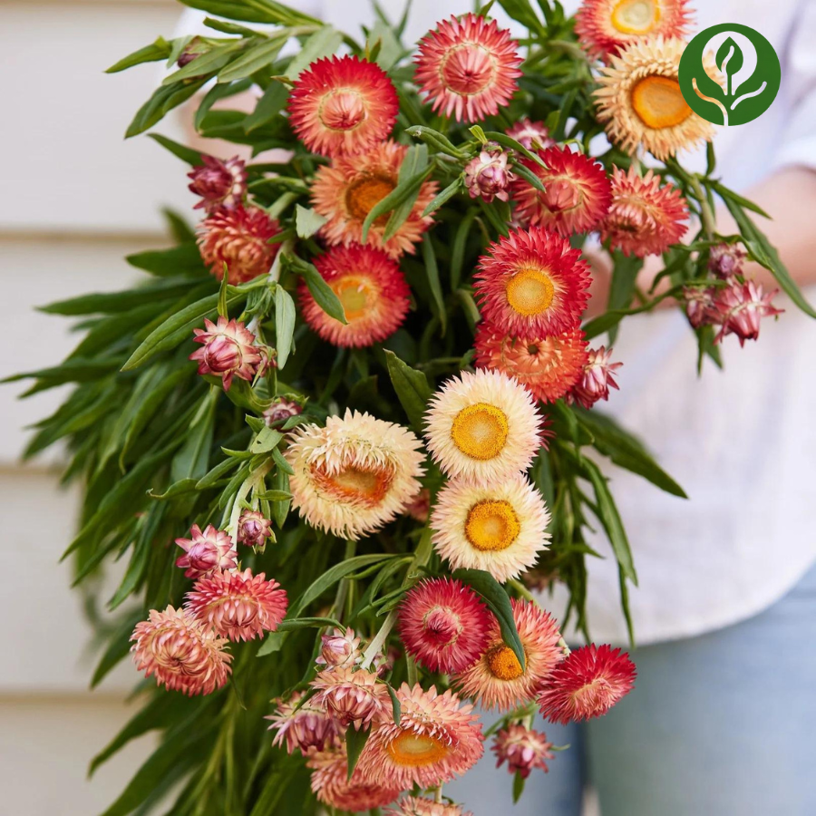 Strawflower Seeds (Mix).