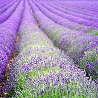 Lavender Seeds - Hidcote.