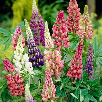 Lupine Flower Seeds (Mixed Color).