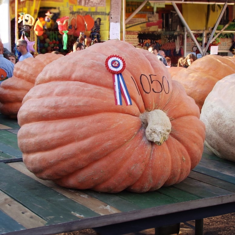 Super Giant Pumpkin Gardenizi