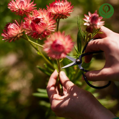 Strawflower Seeds (Mix).