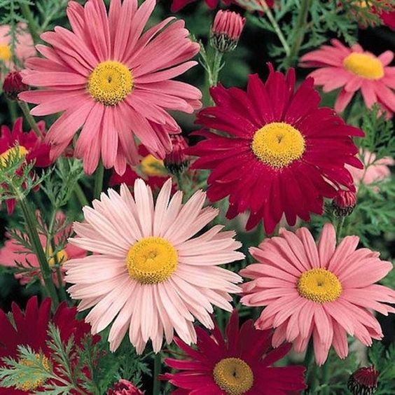 Insect Killer: Mixed Color Pyrethrum Seeds.