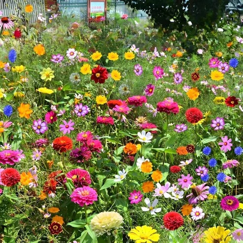 Mixed Wild Flower Seeds.