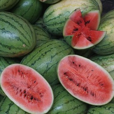 Lazy Watermelon Seeds.