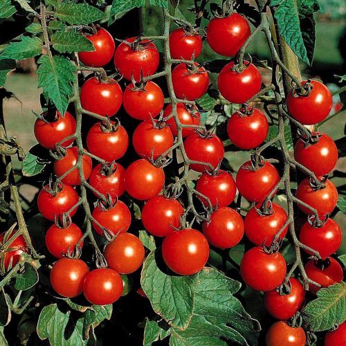 Dwarf Tomatos Seeds.