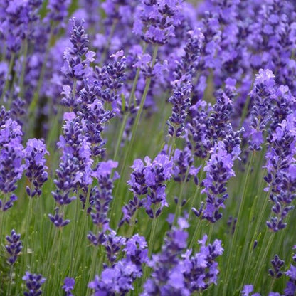 Lavender Seeds - Hidcote.