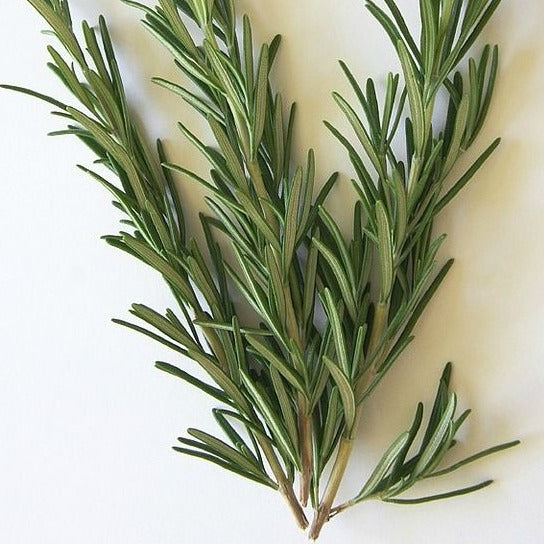 Rosemary Seeds.