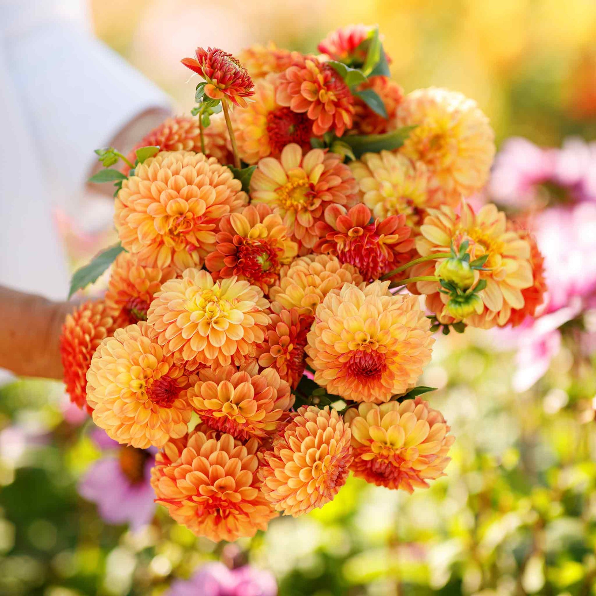 Mixed Dahlia Seeds.