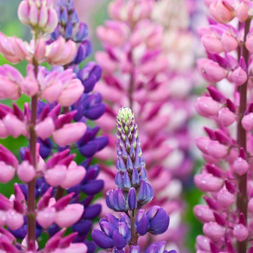 Lupine Flower Seeds (Mixed Color).