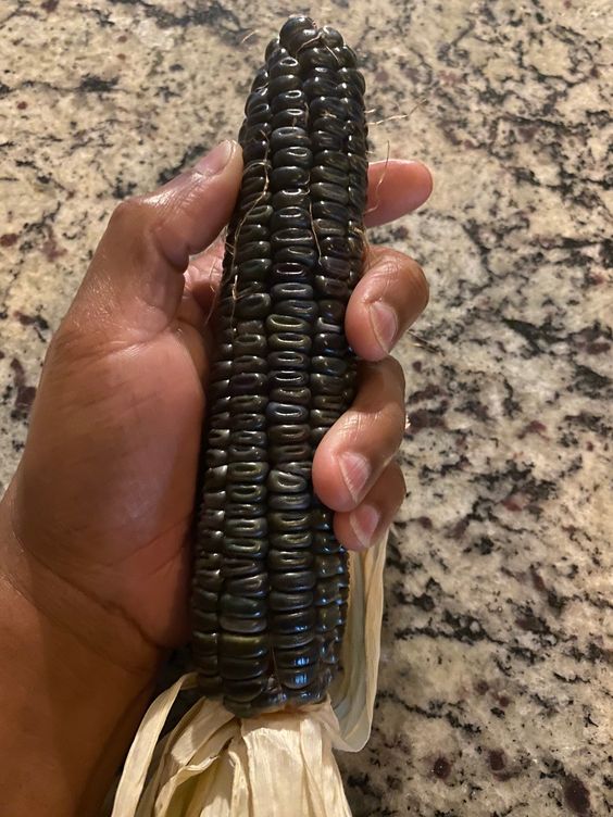 Corn Seeds (Organic) - Black Hopi.