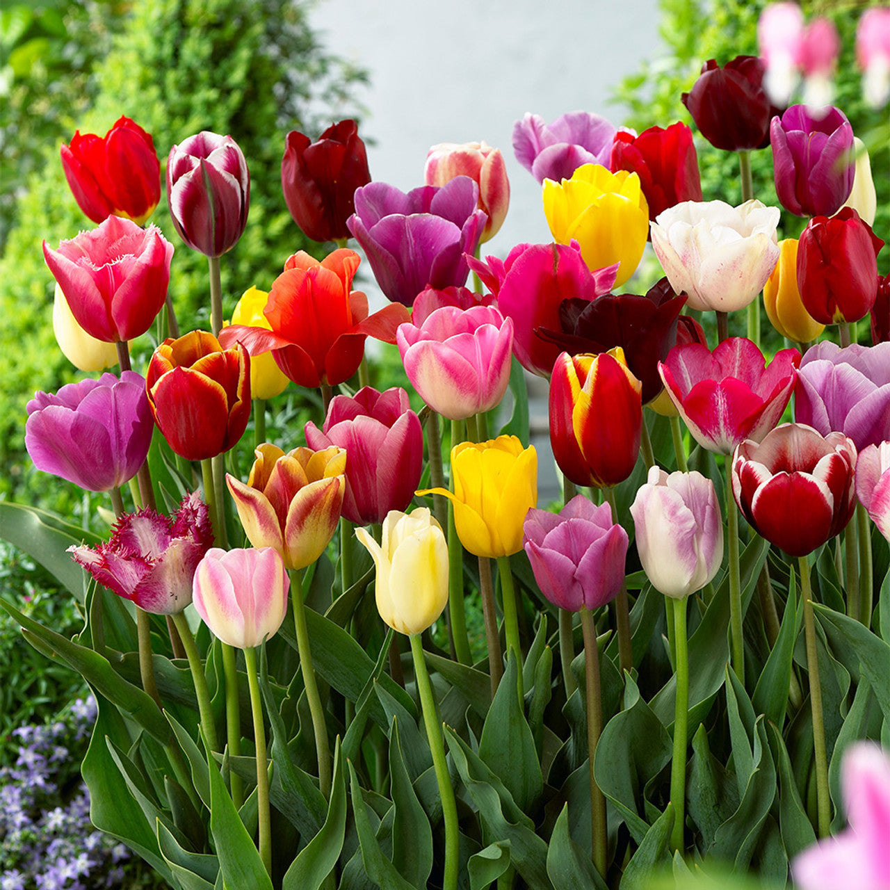 Premium Dutch Tulip bulbs