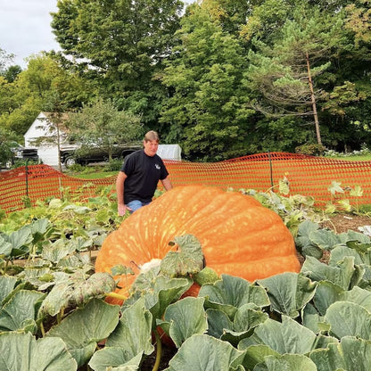 Super Giant Pumpkin Gardenizi