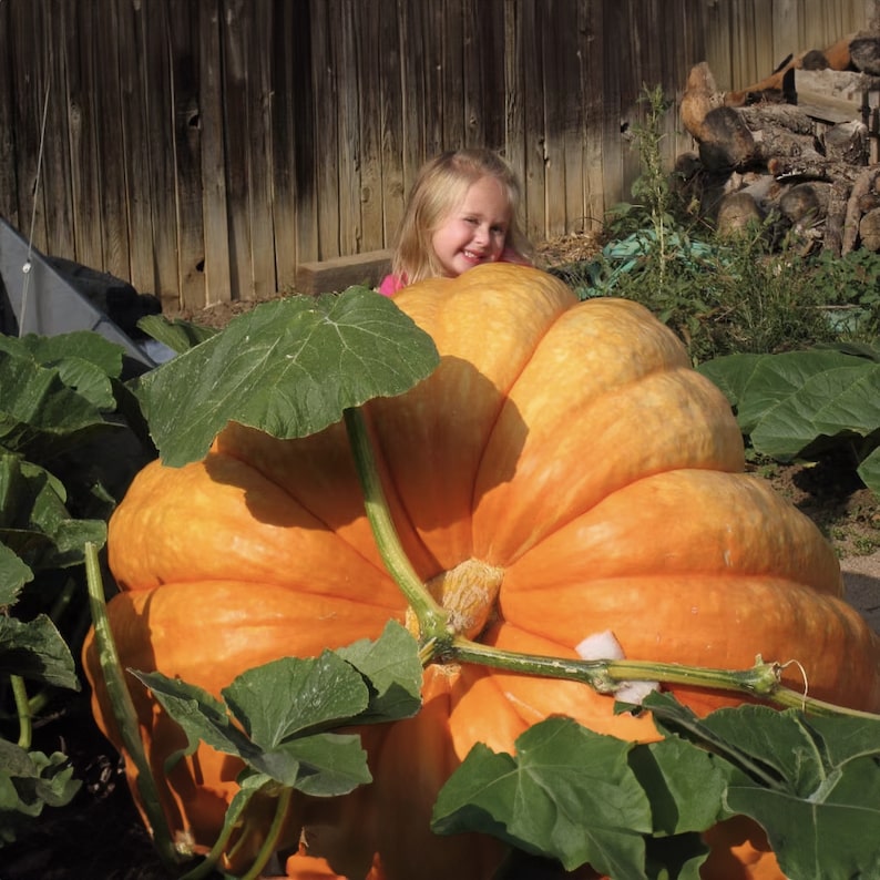 Super Giant Pumpkin Gardenizi