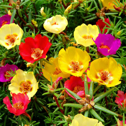 Moss Rose Seeds (Mix)