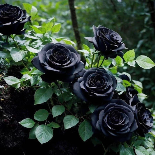 Climbing Rose Seeds.