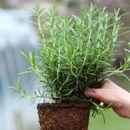 Rosemary Seeds.