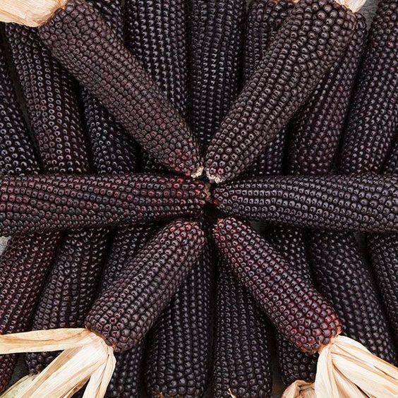 Corn Seeds (Organic) - Black Hopi.